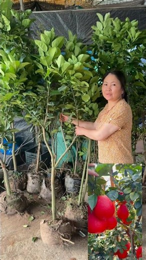 My Thai red pomelos have found new owners. Contact 0982456126