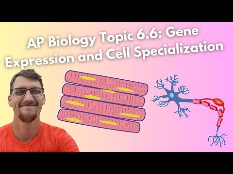 (2019 curriculum) 6.6 Gene Expression and Cell Specialization - AP Biology