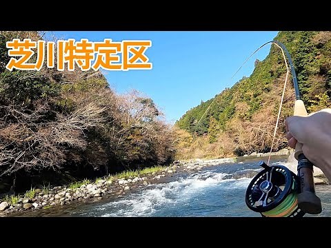 【フライフィッシング】【静岡県】芝川特別区でニジマスを狙う！