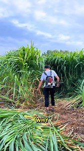 Mastering the Art of Crop Harvesting. - Mastering The Art Of Crop Harvesting #Harvesttime #Gardeningtips #Cropcutting | YNP Media