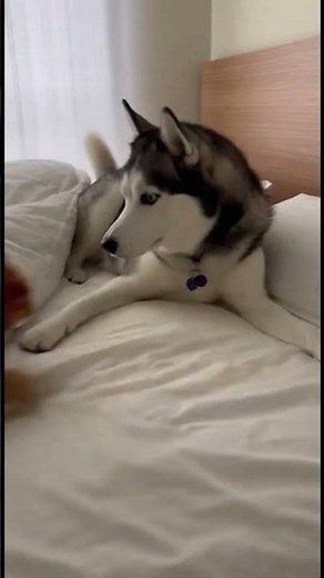 Bedtime Pillow Fight: Blanket Ambush Between Cat & Husky | A-Ran & Bei-Bei