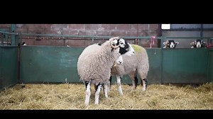 3K views · 74 reactions | Lots 103 & 104 from Andrew Skidmore for Hawes Farmers Auction Mart in lamb sale. #sheep #swaledale #video #photography Swaledale Sheep Breeders Association | Hutchinson Photography | Facebook