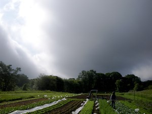Get Fresh! Waterford Farmers Market Opens Saturday