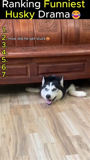 Ranking Huskies Being Dramatic (Again 😭🐺) #funny #doggielife #pets #cutedog #doglife #husky