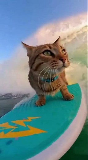 Cutest Surfing Duo Ever 😍