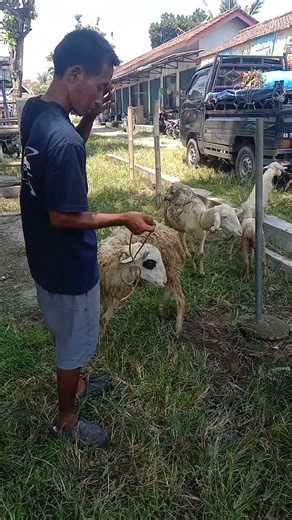 1 Juta 500 Ribu Sudah Bawa Pulang Kambing Siap Qurban#shorts