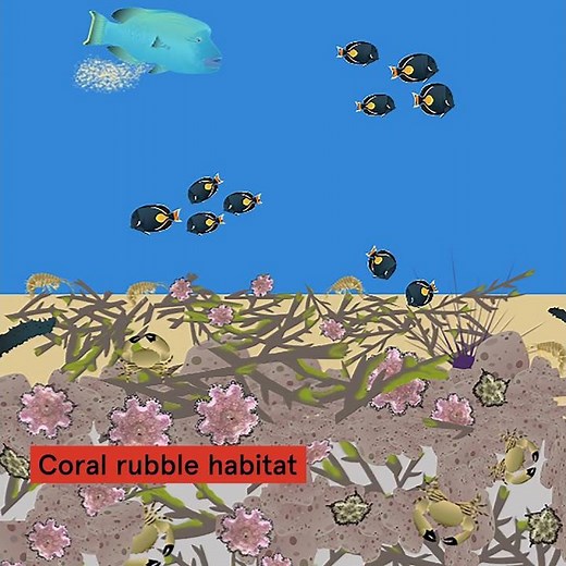 Coral Cycle of Life With Crown-of-Thorns Starfish