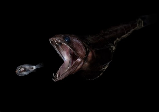Le Grand avaleur : ce poisson terrifiant des abysses dévore des proies plus grosses que lui