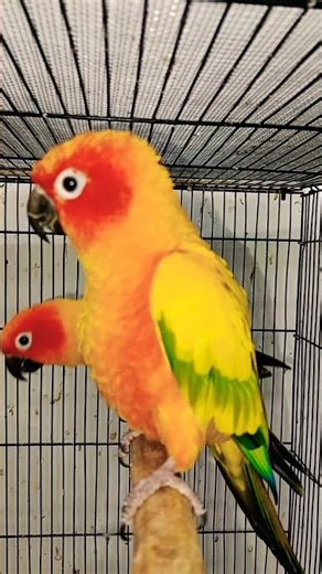 🌞 Beautiful Sun Conure Being a Full-Time Cutie 😍🦜 | Must Watch!