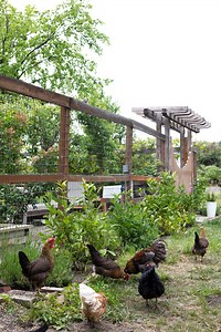 Creating a Lilac Hedge (  a tip for using landscape fabric) — The Grit and Polish