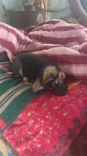 Alex yadav on Instagram: "My dog 🐶🐕🥰🤗"