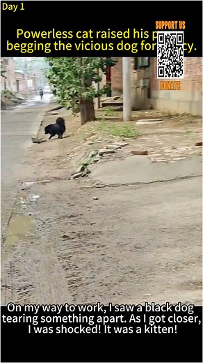27K views · 616 reactions | The helpless stray cat was bullied by a vicious dog and could only raise his paws to beg for mercy | Miss My Pet | Facebook