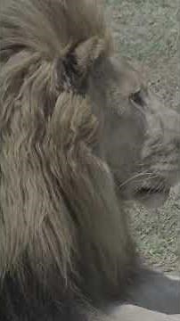 Savage Realities: Wildlife Videos