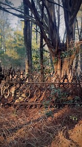 146K views · 4.6K reactions | Deep in the woods of Talbot County,...