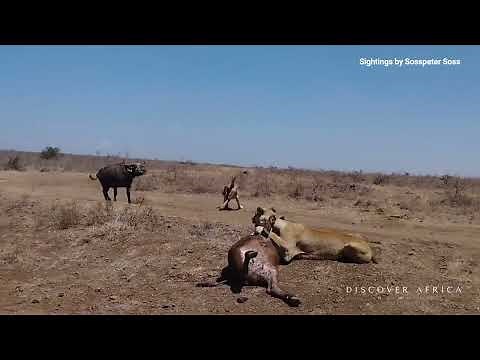 THRILLING : Lions Kill Both Buffalo Mother and Calf in Nairobi Park