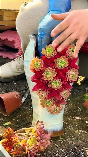 DIY Colorful Succulent Arrangement: Professional Design Tips