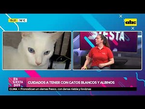 Care to take with white and albino cats