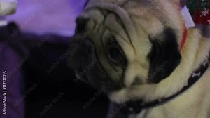 Hungry pug eating tasty dog food, thankfully taking treats from owner's hands