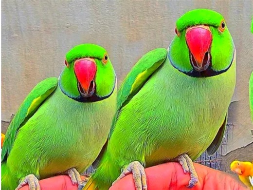 The bird is communicating wonderfully with another parrot | BIRD 24