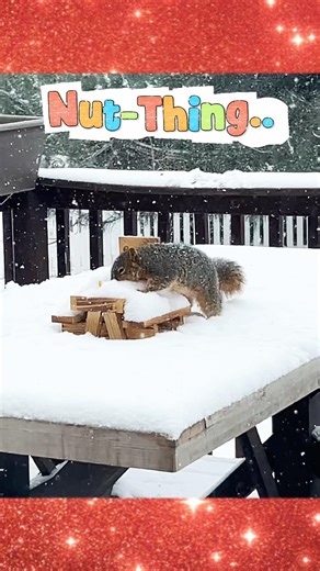 Nut-Thing Can Stop Twitchy The Squirrel! 🐿️ #shorts #shortsfeed #squirrel #positivevibes