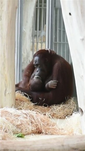 Cutest Orangutan Moments Caught on Camera#shorts#orangutans#funnyvideo#funnyanimals