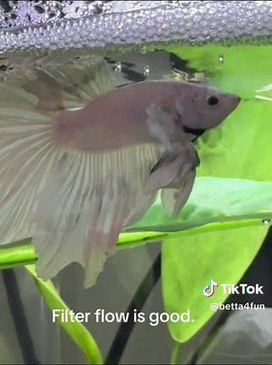 Effective Ways to Stop Rose from Fin Nipping | Betta Fish Care Tips