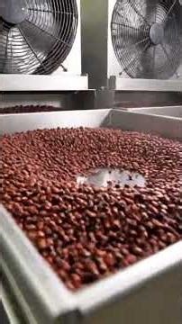 Watch Millions of Pepper Beans March in Unison: A Factory's Astonishing, Organized Spectacle