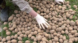 treatment of potatoes from pests, sprays potatoes with an insect sprayer, the farmer processes potatoes before planting with special fertilizers Pest control. Insect protection