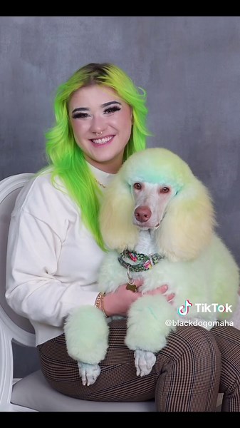 JCPenney Photoshoot with Standard Poodle in December | TikTok