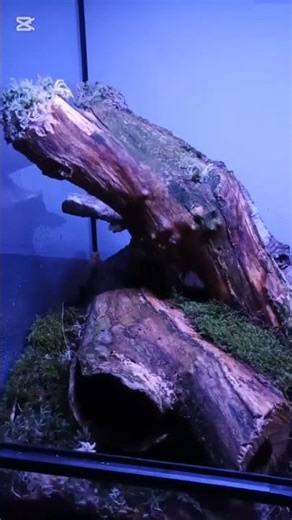 terárium pro krajtu královskou