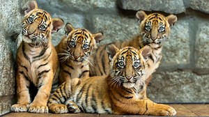 Adorable endangered tiger cubs debut at Polish zoo
