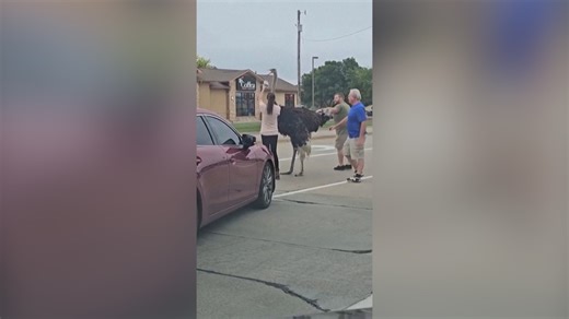 449K views · 2.1K reactions | How did the ostrich cross the road? Thanks to bystanders in South Dakota. | USA TODAY | Facebook