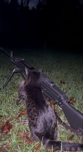 😼💣 CAT WITH A GUN?! You Won’t Believe What Happens Next! 🔫😂 | Funny Short