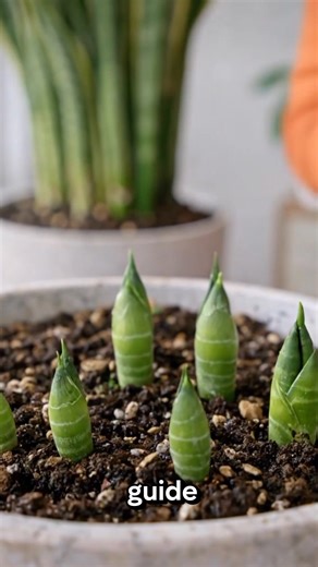 Snake Plant & Lemon Juice: Why This Viral Trick Isn’t Always Safe Full guide in 👉comments | Secret Oasis Garden
