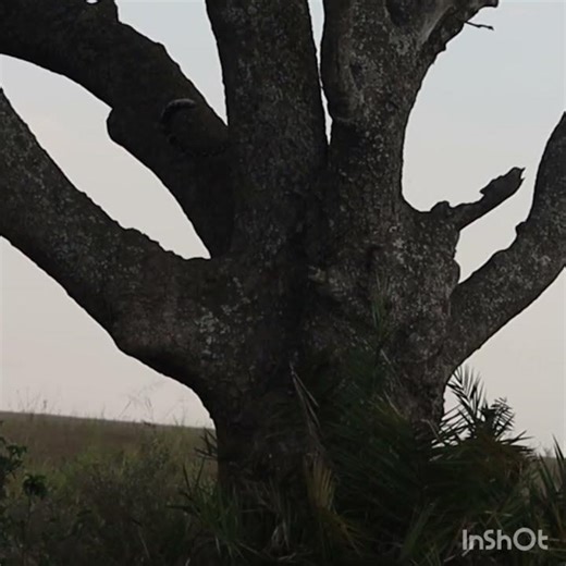Silhouette of a Leopard in the Serengeti