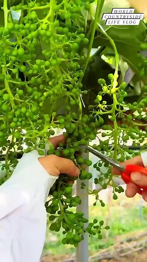 390K views · 4.6K reactions | Growing Perfect Grapes: A Step-by-Step Guide #worldcountrysidelifevlog #rurallife #villagelife #mountainlife #countrylife #farmers #farming #grapes #farmingtips #highlightseveryone #fbreels #StarsEverywhere DISCLAIMER NO COPYRIGHT INFRINGEMENT INTENDED. | World Countryside Life Vlog | Facebook