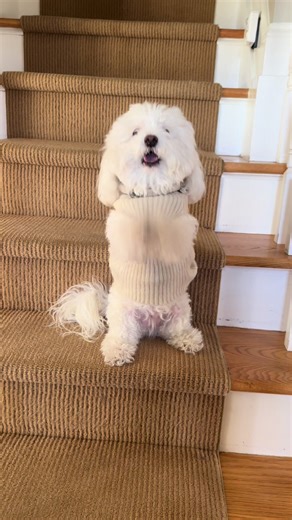 venmo me. #bichon #dancin #finace #fyp #daisy #puppyeyes #treats #dancingdog #dancingbichon #venmo