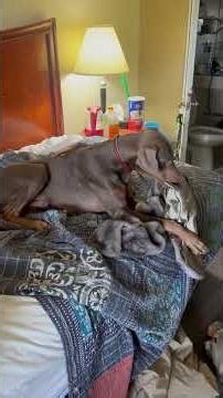 R’tarded behavior.