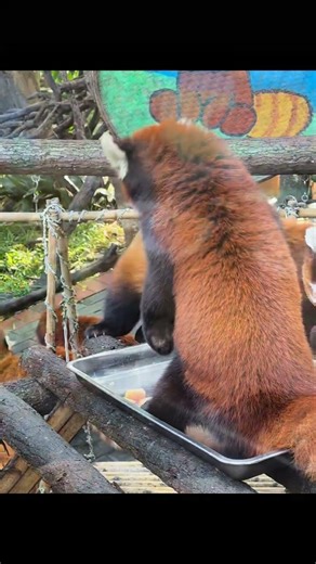 Unveiling the Lesser Panda Mystery: Is It Still a Panda