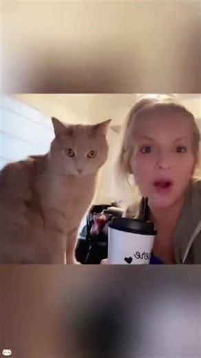 The Best Cat Compilation. Part 1