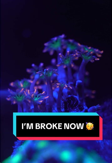 Essential Tips for Saltwater Reef Tank Success