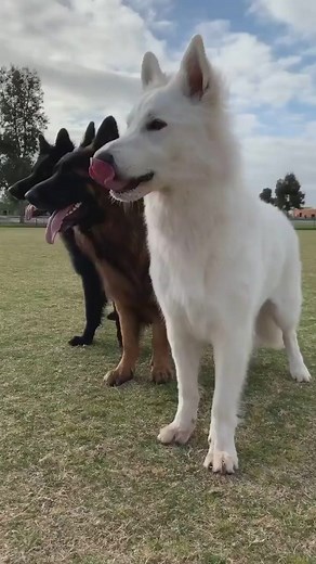 6K views · 178 reactions | Beautiful colors of #germanshepherd | I Love German Shepherds | Facebook