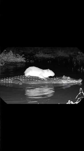 Fearless Capybaras and Crocodiles – Nature’s Most Unexpected Friendship! 🐊😲