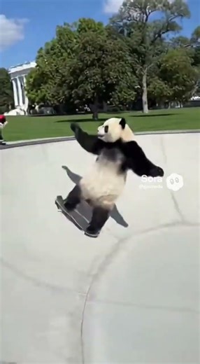 Panda Skateboarding the White House 🛹🐼 #funny