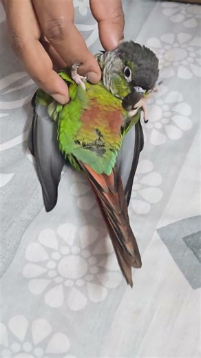 ♥️♥️♥️#greencheekedconure #talkingparot #cute #talkingbird #funny #talkingpet #cutebird #talkingpet