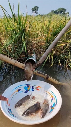 1.7K views | Bailer Koi Fishing Method #agriculture #fishinglife #amazing | Pipe Fishing | Facebook