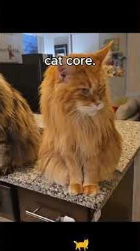 daily cat collection. cat core. Part 34/100