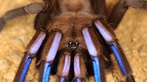 Creepy new tarantula species discovered