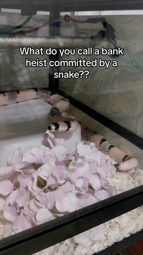 Sssilly pun for your timeline 🐍😂 #cutesnake #reels #snakes #reptiles #hognose #snake | Marshmallow The Hoggie