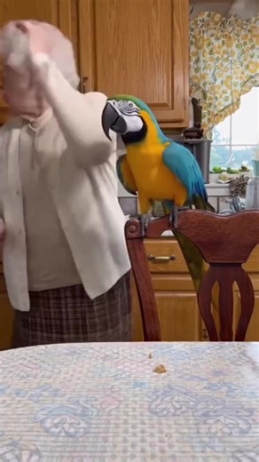 12K views · 287 reactions | Funnny bird make grandma angry  #fypシ #talkingparrot #grandma #CockatooLife #parrots #cockatoo #viral #reel #ParrotComedy #FunnyPets #FamilyVibes #ViralBaby #CuteAnimals #ComedyShort #8KUltraRealistic #BabyAndDog #TalkingBird #ComedyShort #ViralShort #SmartParrot #ParrotDrama #ComedyClip #CuteAnimals | K1 Froocoo | Facebook